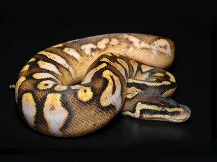 Python 64