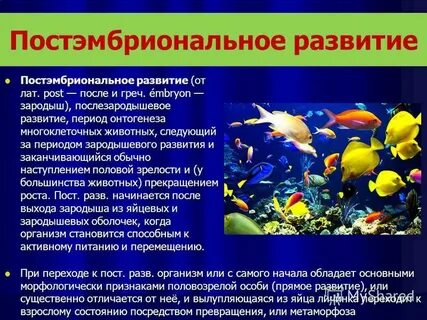 Постэмбриональное развитие зародыша