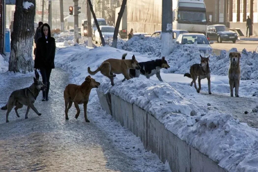 Воркута бездомные животные