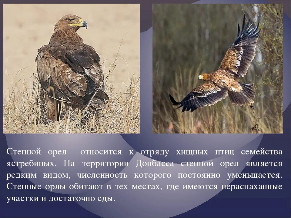 Степной Орел 4 класс. Степной Орел описание. Сообщение о Степном Орле. Доклад на Степнова орла.