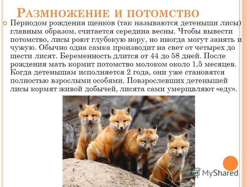 обыкновенная лисица численность