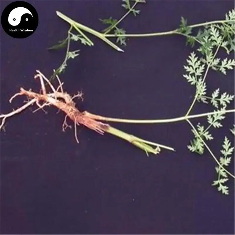 Сапожников корень. Saposhnikoviae radix. сапожниковия растопыренная. корень сапожниковии. растение корень сапожника.