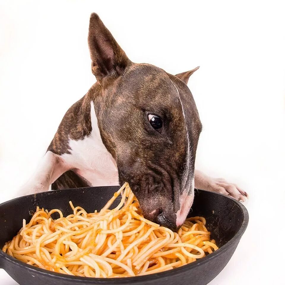Собака спагетти. Мини бультерьер. Бультерьер питание. Бультерьер ест. Порода собак макароны.