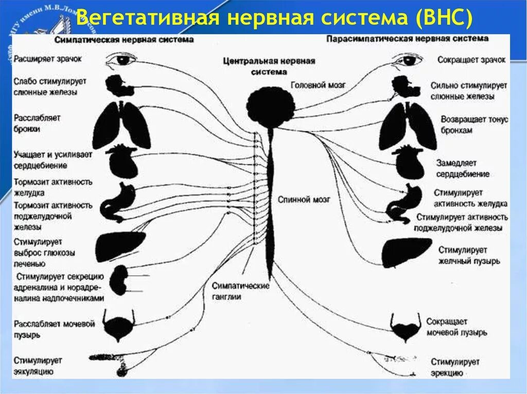 Расширение зрачка какой отдел. Симпатическая вегетативная нервная система. Парасимпатическая нервная система схема. Симпатическая нервная система нервной системы это. Автономная нервная система: парасимпатическая система.