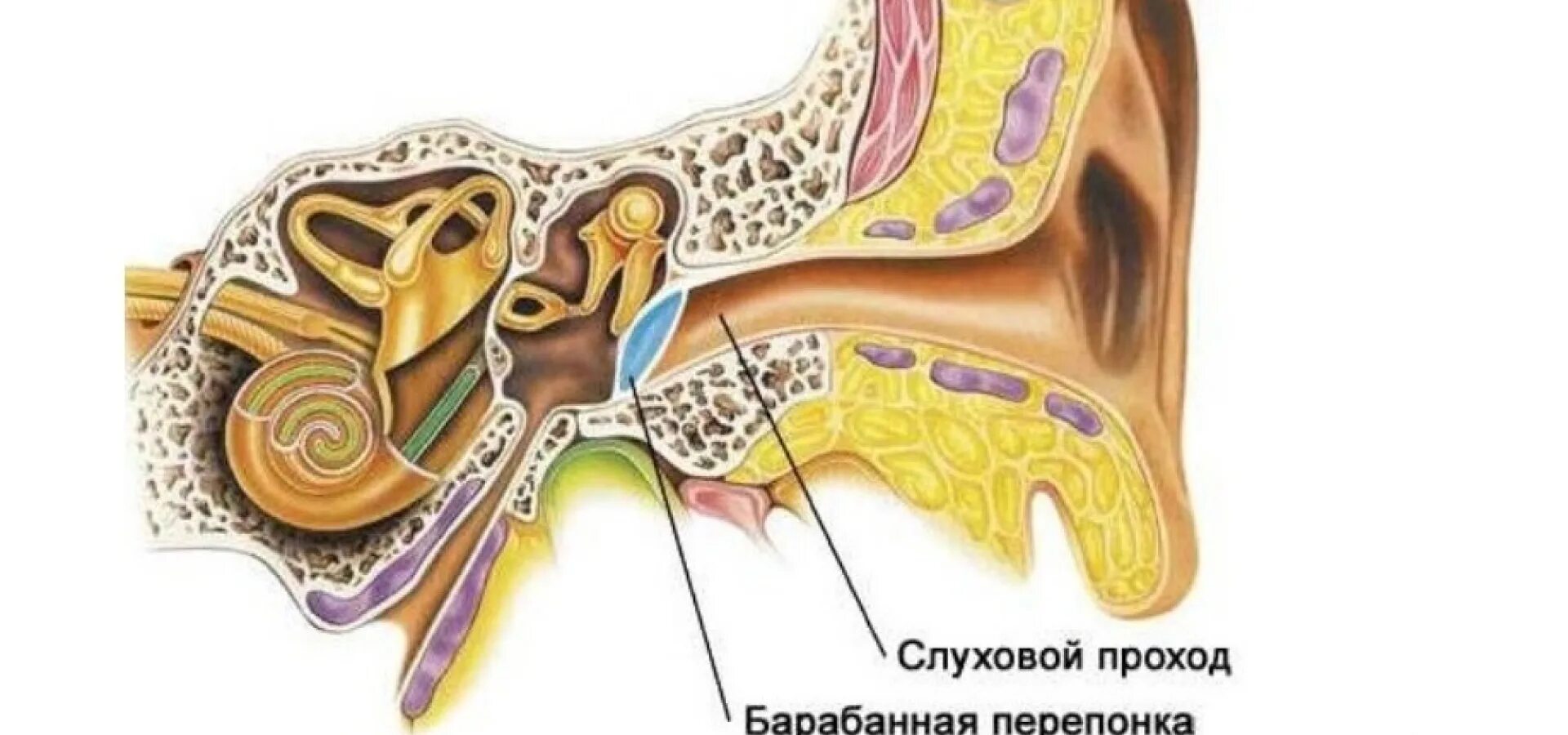 Отосклероз барабанная перепонка. Барабанная перепонка строение уха. Разрыв барабанной перепонки строение уха. Перфорация барабанной перепонки. Где барабанная перепонка