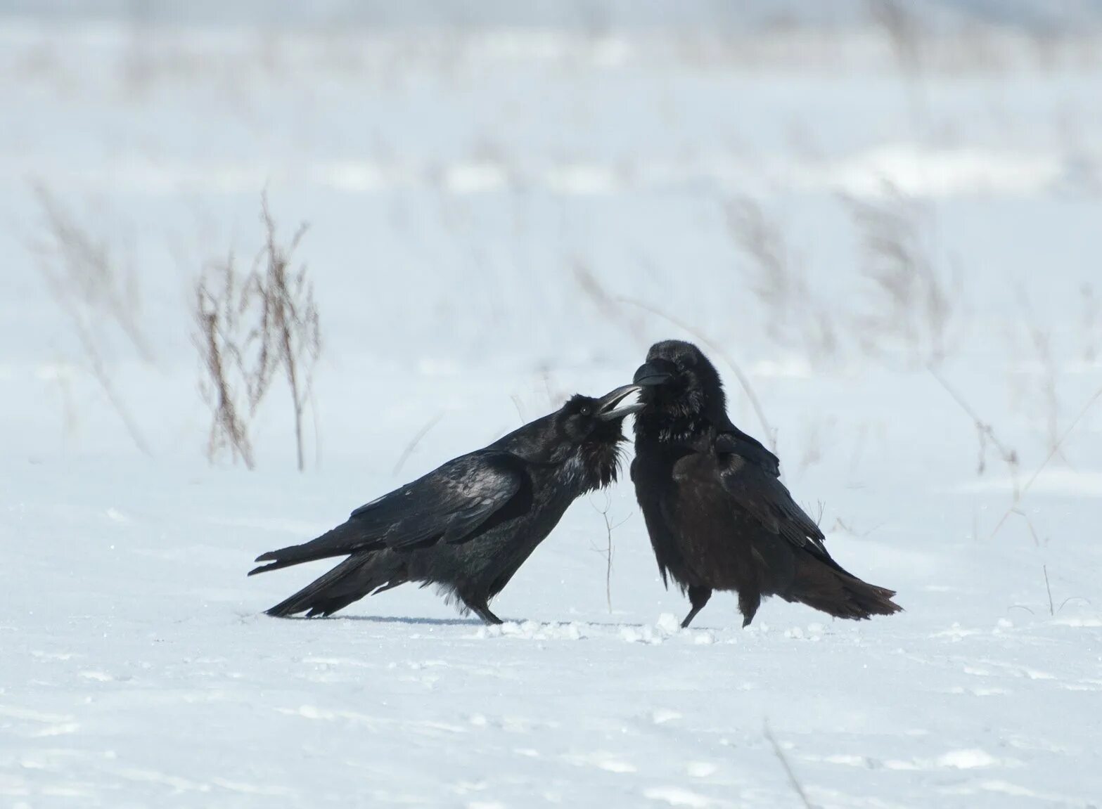 Жила ворона в заколоченном на зиму. Вороны на снегу. Ворон на снегу. Две вороны. Вороны зимой.