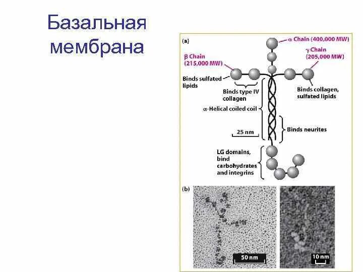 Строение базальной мембраны гистология. Полудесмосомы базальной мембраны. Базальная мембрана эпидермиса. Базальная мембрана эпителия. Особенности базальных мембран.