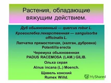 Дубовое фитосырье с вяжущим эффектом 4 буквы
