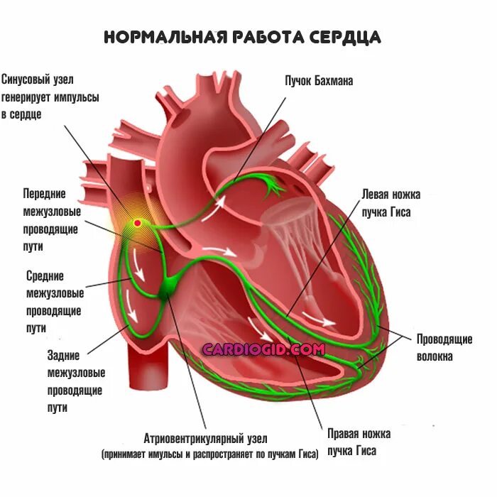 Сердце учащенное сердцебиение. Строение сердца синусовый узел. Анатомия синусового узла сердца. Синусно-предсердный узел структура. Проводящая система сердца синусовый узел.