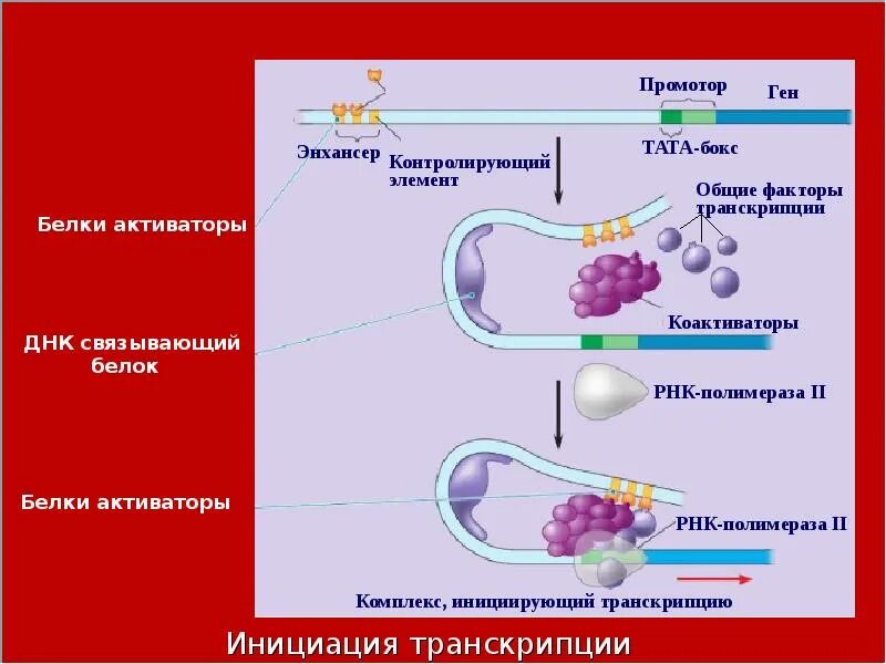 Трансляция какой уровень. Трансляция какой уровень