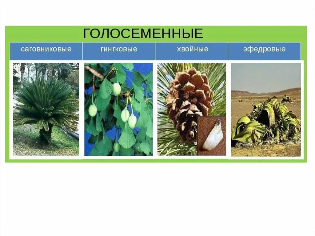 Тип голосеменные. Хвойные гинкговые гнетовые саговниковые. представители голосеменных растений 6 класс. отдел голо семменные клас хвойные. таксоны растений голосеменные.