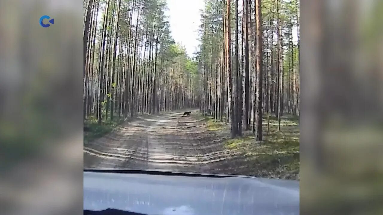 Медведь в Карелии. Карелия дорога. Лесная дорога. Медведь на дороге.