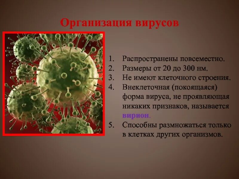 Каким основным свойством не обладают вирусы отсутствие. Структурная организация вирусов. Клеточное строение вирусов. Вирусы имеют. Вирусы не имеют клеточного строения.