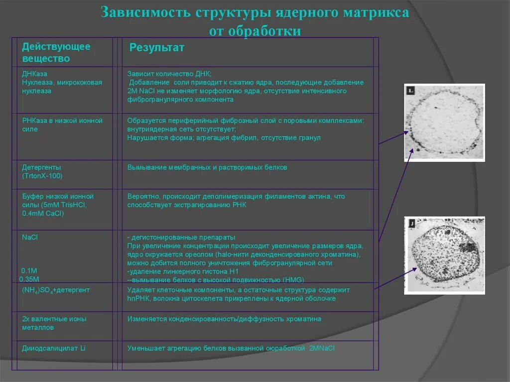 Зависимость от структуры материала. Половой хроматин таблица. ядерный матрикс строение и функции. атомное строение керамики. зависимые структуры.