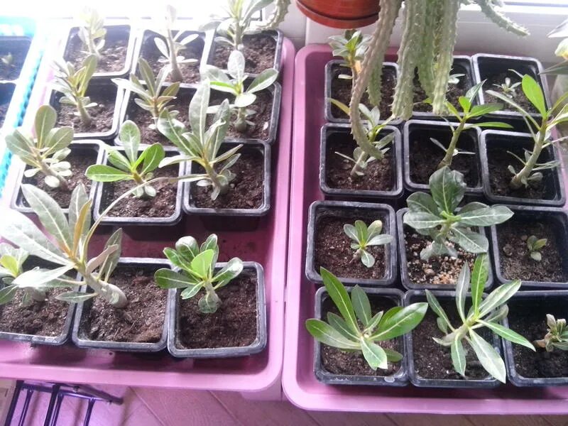 Пикировка адениумов сеянцев. Корни сеянцев адениума. Адениум пикировка. Адениум сеянцы. Пикировка адениума.