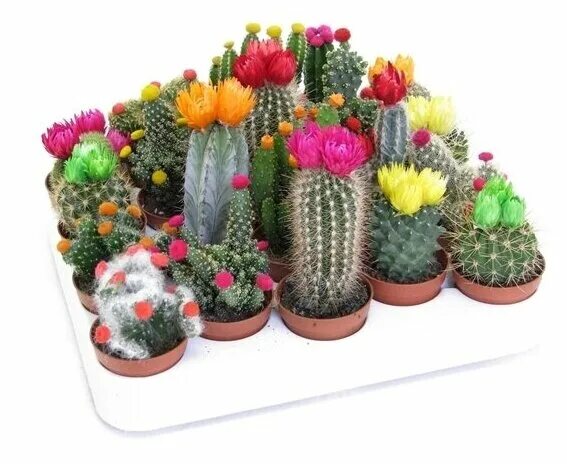 кактус микс цветочка ритейл 20. кактус микс d9. кактус мини микс. кактус плант микс х12. цветочка ритейл как ухаживать.
