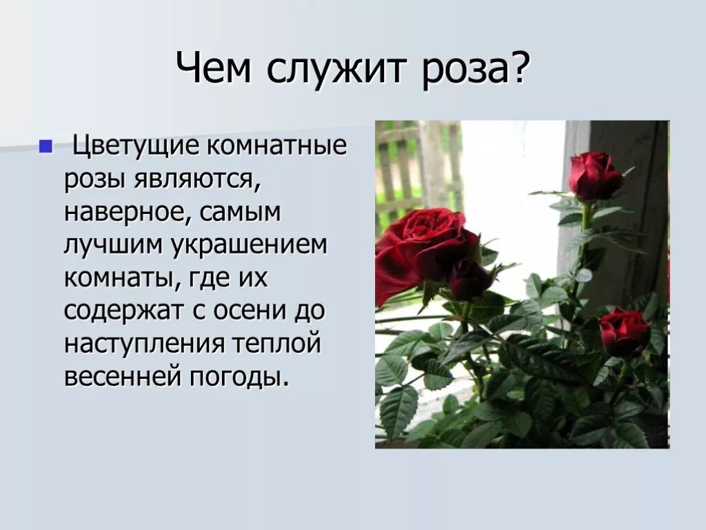 Текст описание про цветок. Сочинение о цветке Розе небольшое. Писание про цветок розу. Описание цветка розы. Текст описание про розу.