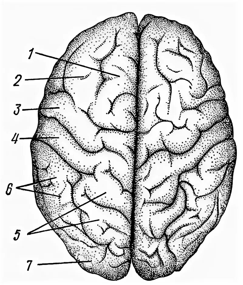 Головной мозг анатомия человека борозды и извилины. Полушария головного мозга анатомия. Строение полушарий головного мозга. Складчатая поверхность головного мозга