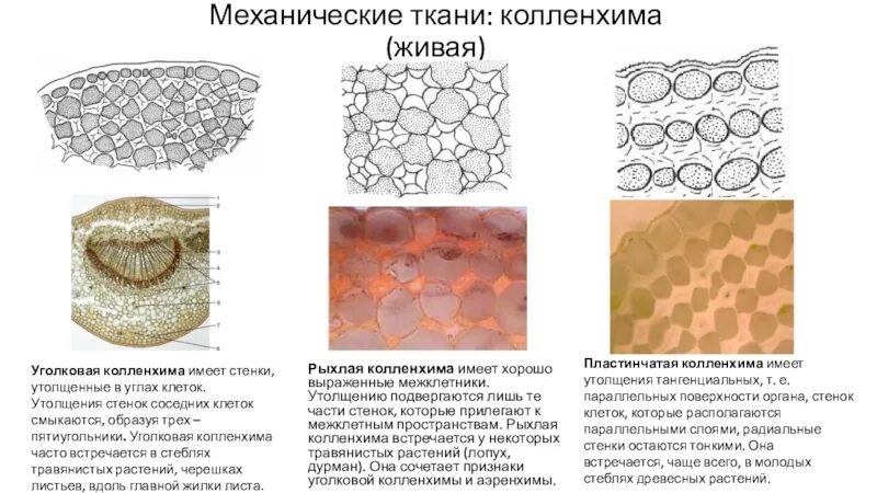Тку пример. Тку пример