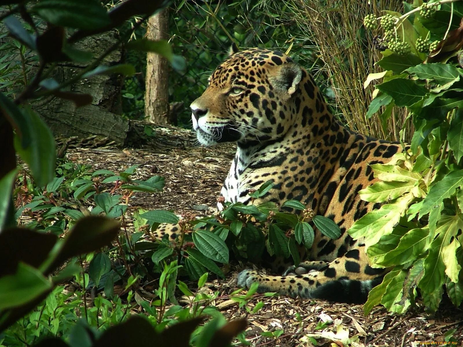 переднеазиатский леопард. крымский природный заповедник муфлон. субтропические животные. субтропические животные. животные мехико ягуар.