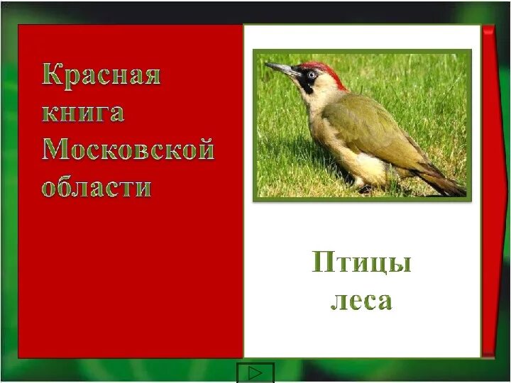 Красная книга россии московской области. Животные красной книги Москвы и Московской области. Животные красной книги Подмосковья. Животные красной книги Москвы. Красная книга Московской области.