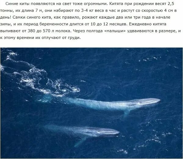Синий кит синий кит. Синий кит (голубой кит). Синий кит описание. Блювал (голубой или синий кит).