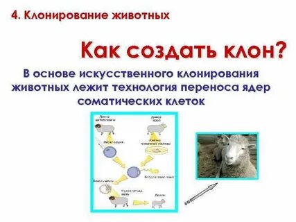 Бесплатные программы клонирования