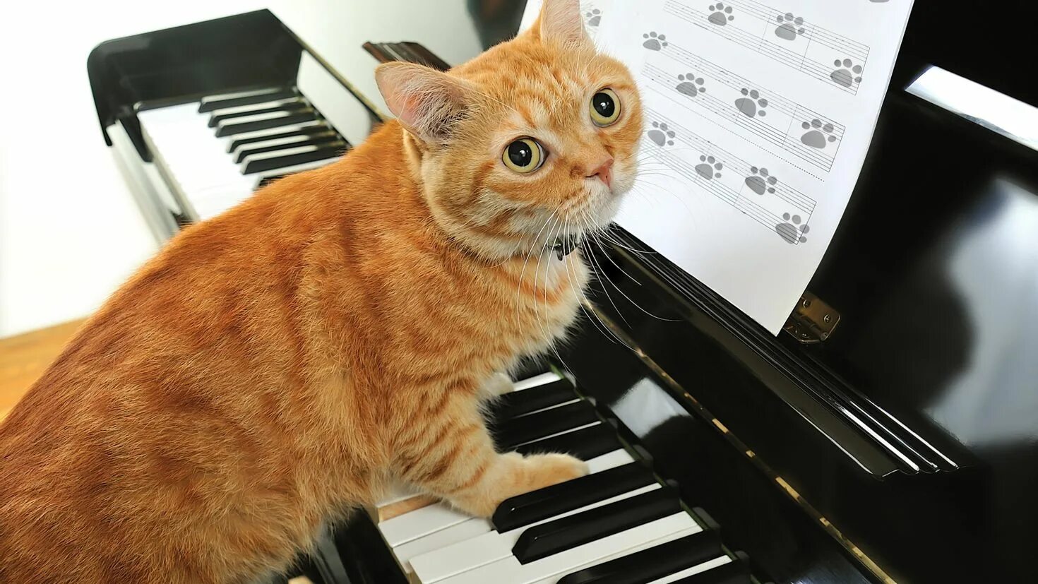 Кот на пианино. Музыкальный кот. Кошка поет. Котик на пианино.