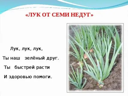Стих про зеленый лук