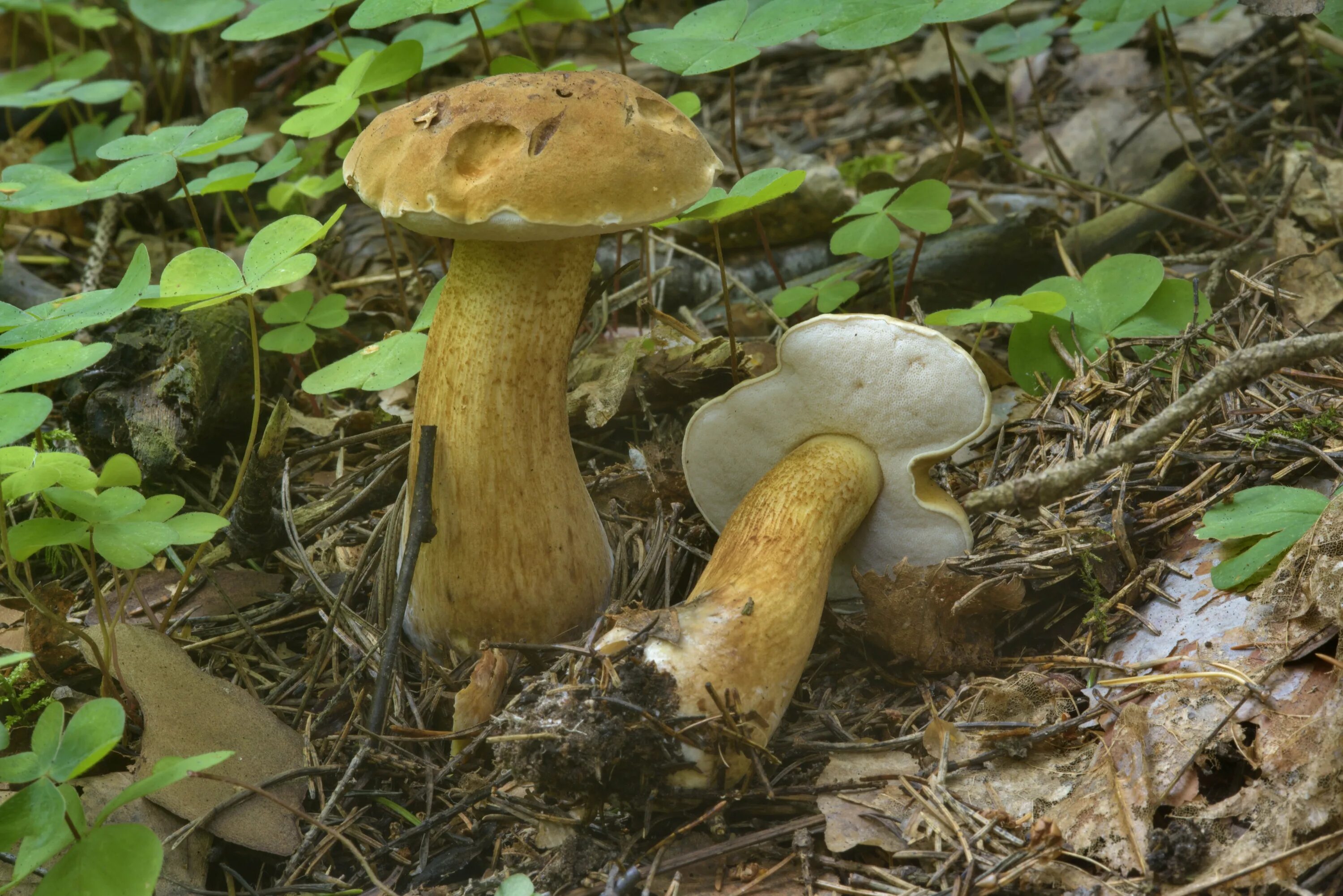 Желчный гриб какой. Горчак, ложный белый гриб. Желчный гриб горчак. Tylopilus felleus – желчный гриб. Ложный Боровик, желчный гриб.