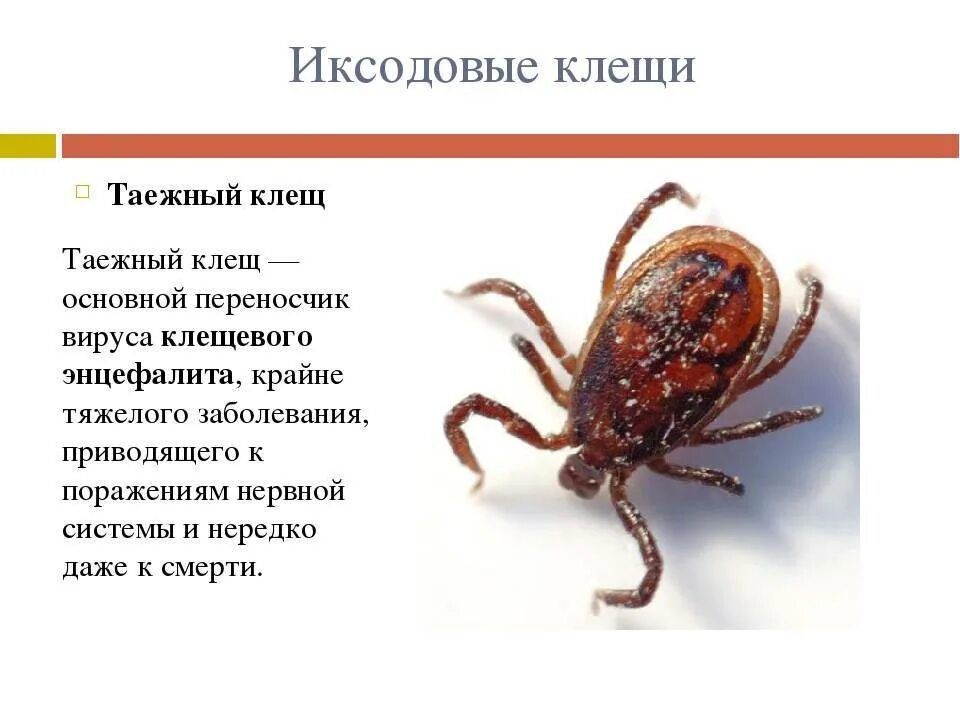 Таежный клещ для человека. Иксодовый таежный клещ. болезни которые переносит таежный клещ. таежный клещ, ixodes persulcatus. клещевой энцефалит таежный клещ.