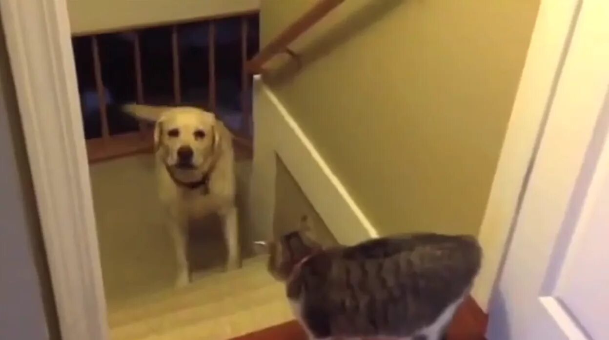 Пес здесь ты. Собака боится высоты. Cat is afraid of Dog. Обоссавшаяся со страха собачка. Собака боится квартиры