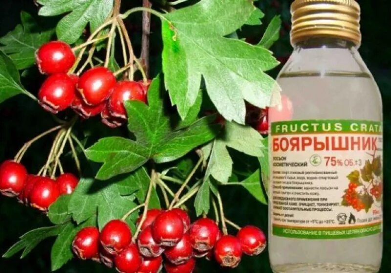 Сколько боярышника можно есть в день свежего