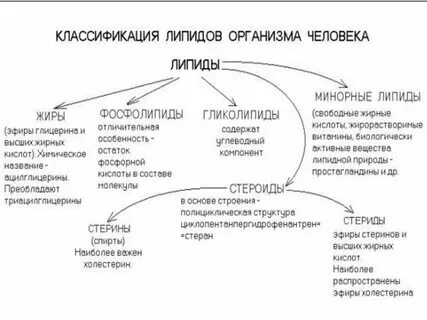 Проверочная работа по биологии 10 класс липиды