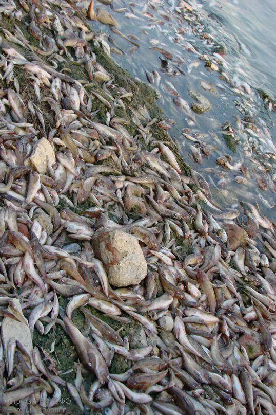 Рыба в Таганрогском заливе. Обитатели Таганрогского залива. Бычок в Таганрогском заливе. Обитатели Таганрогского залива морские.
