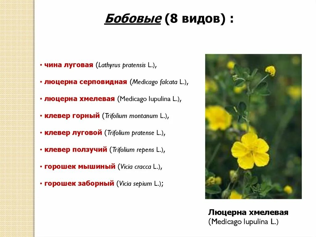 Тип симметрии чины луговой. Чина луговая. классификация чины луговой. чина луговая фото и описание.