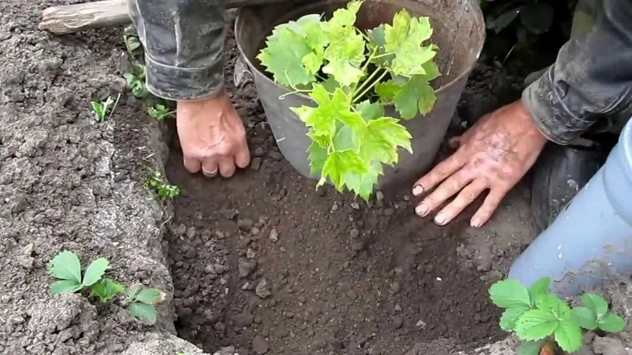 Сажаем виноград весной саженцами в открытый грунт. Высаживание винограда. Саженцы винограда. Посадка саженцев винограда. Посадка винограда в грунт весной.