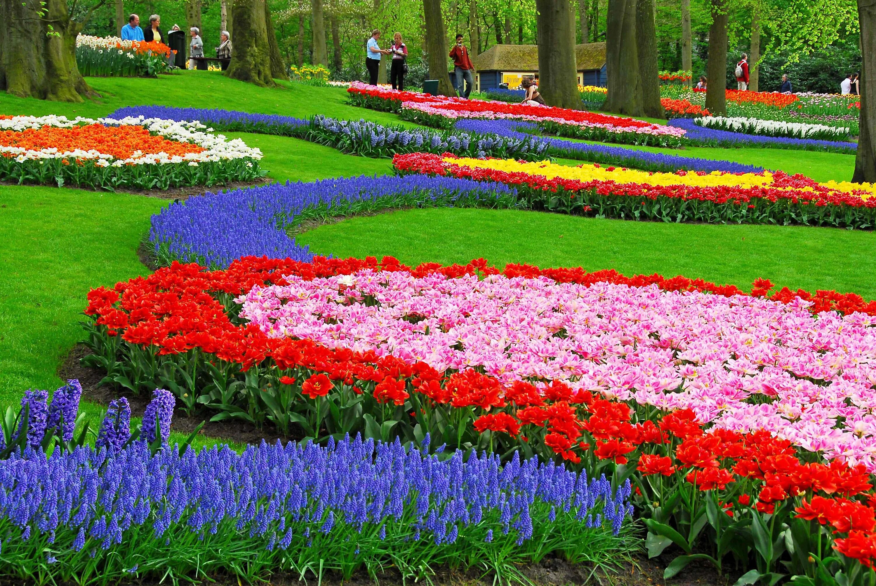 Keukenhof Tulip Garden. Миксбордеры Кекенхоф. Keukenhof Gardens. Флауэрс Гарден парк. Цветущей клумбы