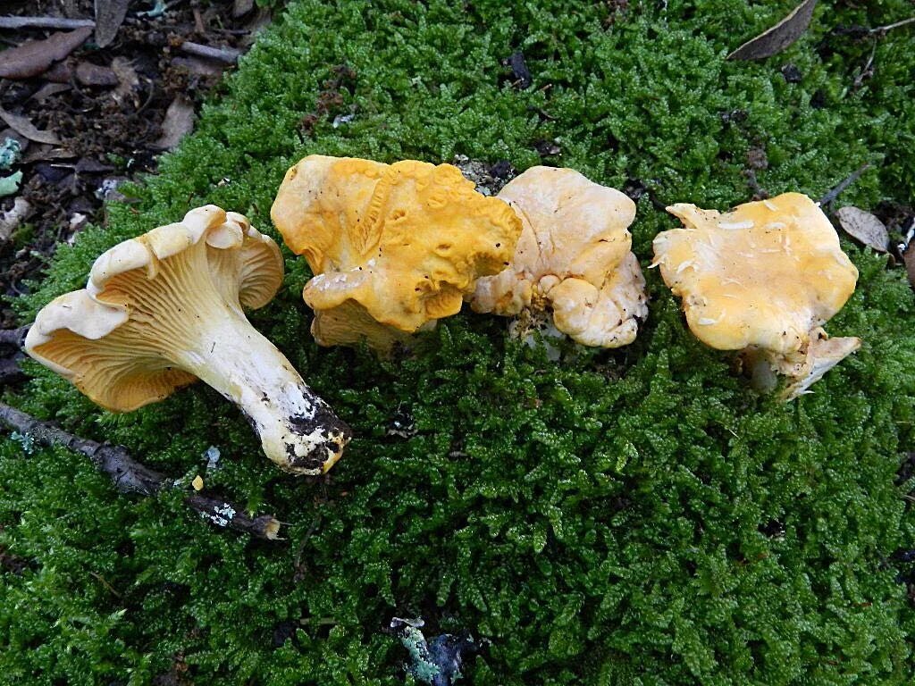 Какие бывают лисички грибы. Лисичка бледная (cantharellus &quot;pallens&quot;). белые лисички грибы ложная. съедобные грибы лисички. лисичка обыкновенная гриб.