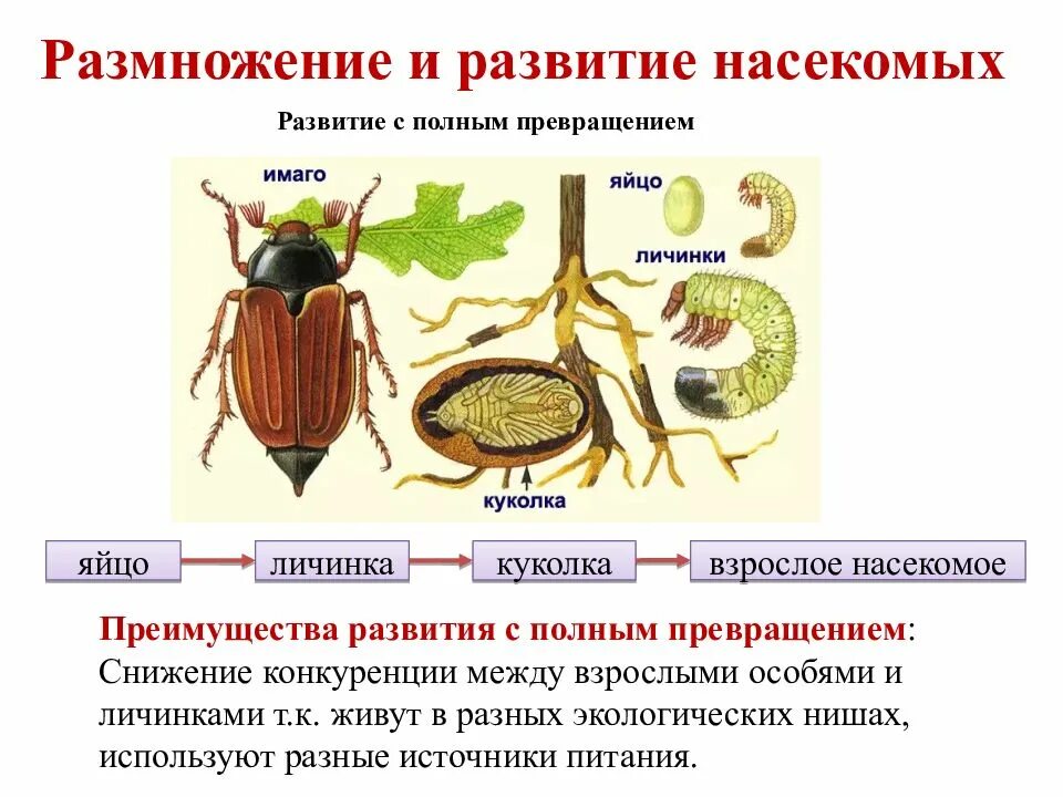 Размножение класс насекомые 7 класс биология. Полное и неполное размножение насекомых. Размножение насекомых с полным превращением. Размножение насекомых схема.