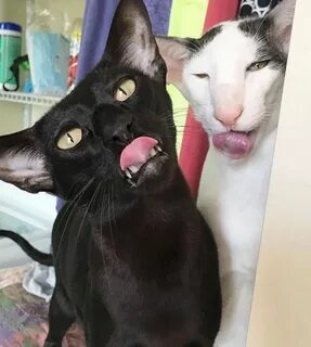 Кота какой нибудь