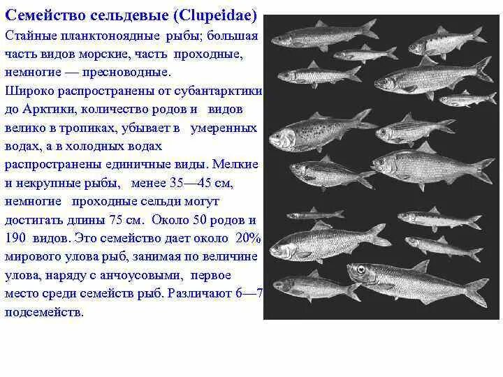 Значение сельдеобразных. Рыба семейства сельдеобразных. сельдевые рыбы классификация. сельдевые рыбы представители. отряд сельдевые.