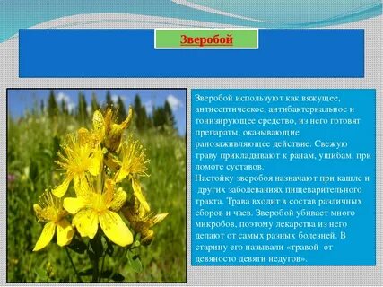 Зверобой 3 5