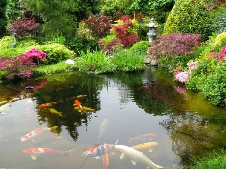 Японский пруд. Японский прудик в саду. Небольшой прудик в японском саду. Прудик с японским кленом. Японский сад с прудом.