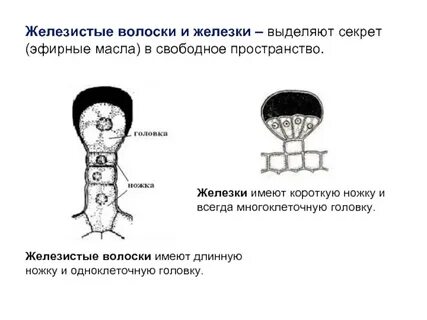 Группа железистых волосков