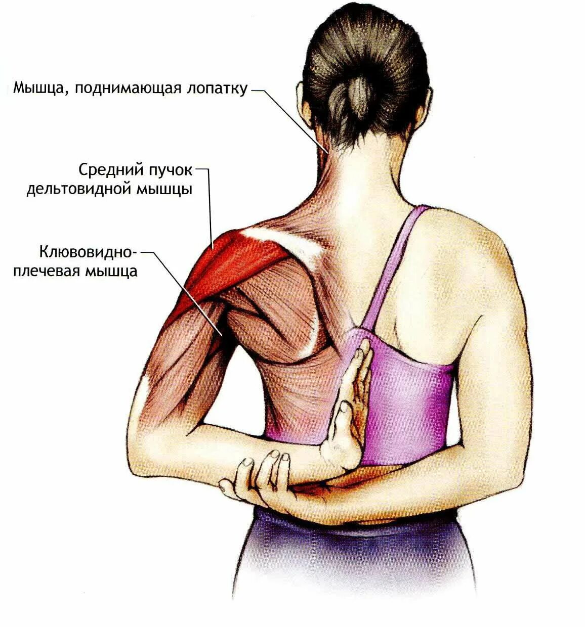 Сильный удар спины. Верх трапециевидной мышцы. Растяжка трапециевидной мышцы. Мышцы шеи. Мышцы лопаток и плеч.