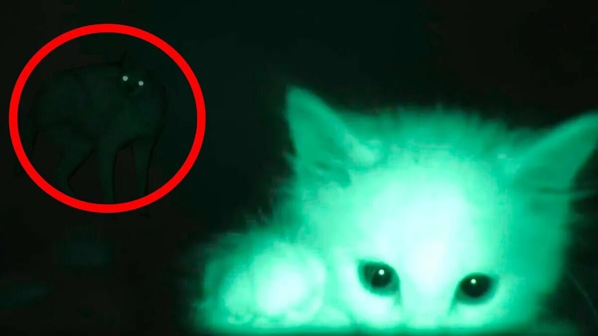 Коты призраки. Котёнок призрак. Мистические кошки в реальной жизни. Светящиеся глаза. Котик в реальной жизни