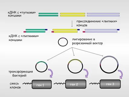 Присоединять окончание