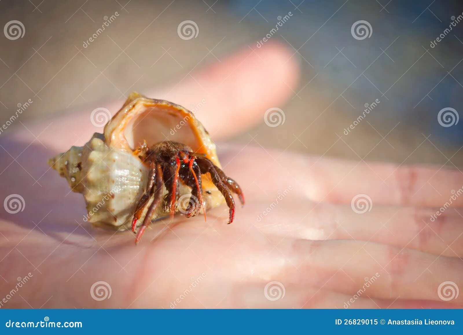 Cancer, crabv. Речные рачки маленькие. Маленькие рачата. Самый маленький рак. Маленькие рачки.