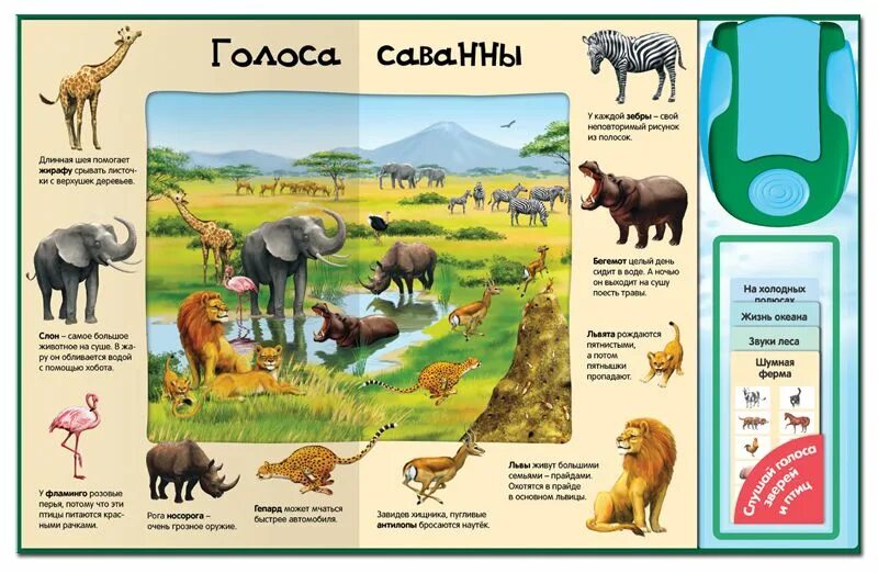 Развивающие голоса животных. Голоса животных. домашние животные голоса. звуки животных для детей. голоса и звуки животных.